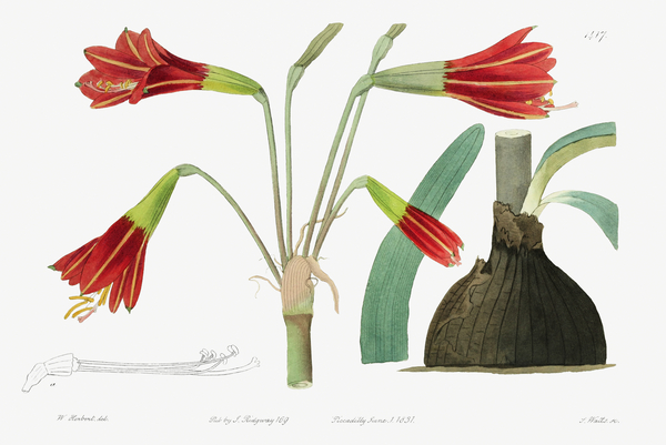 Habranthus phycelloides from Edwards Botanical Register 1829-1847  by Sydenham Edwards John Lindley and James Ridgway. by IStockHistory com