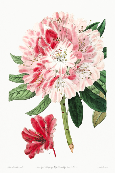The lovely rhododendron from Edwards Botanical Register 1829-1847  by Sydenham Edwards John Lindley and James Ridgway. by IStockHistory com