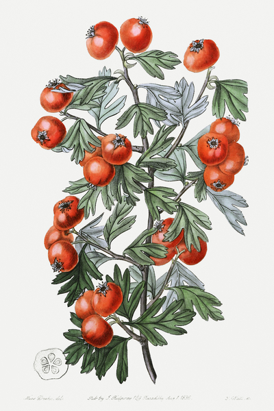 Sweetest-scented hawthorn from Edwards Botanical Register 1829-1847  by Sydenham Edwards John Lindley and James Ridgway. by IStockHistory com