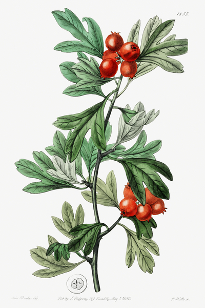 orocco hawthorn from Edwards Botanical Register 1829-1847  by Sydenham Edwards John Lindley and James Ridgway. by IStockHistory com