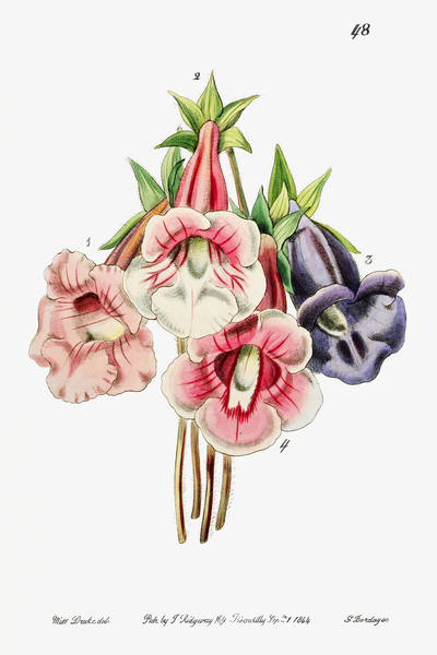 Gloxinia flower varieties from Edwards Botanical Register 1829-1847  by Sydenham Edwards John Lindley and James Ridgway. by IStockHistory com