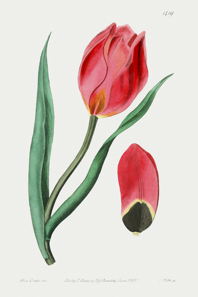 The Early Suns Eye Tulip from Edwards Botanical Register 1829-1847  by Sydenham Edwards John Lindley and James Ridgway. by IStockHistory com