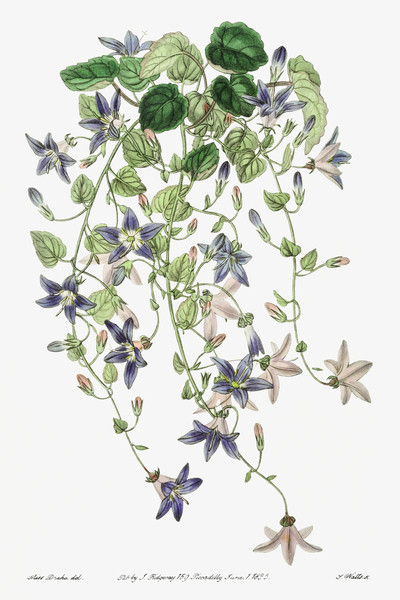The harebell of St.Angelo from Edwards Botanical Register 1829-1847  by Sydenham Edwards John Lindley and James Ridgway. by IStockHistory com