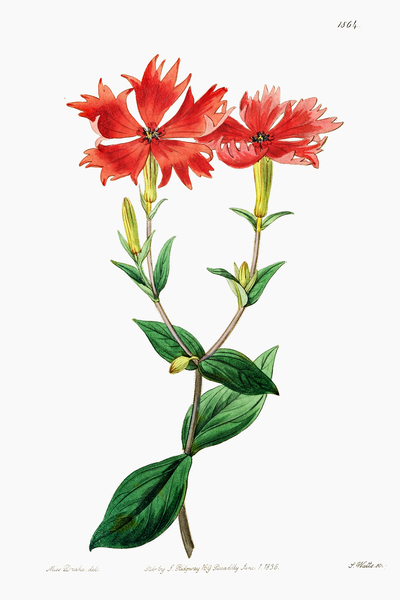 Bunges lychnis flowers from Edwards Botanical Register 1829-1847  by Sydenham Edwards John Lindley and James Ridgway. by IStockHistory com