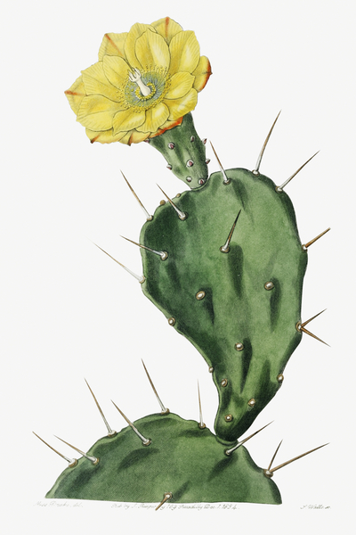 One spined opuntia from Edwards Botanical Register 1829-1847  by Sydenham Edwards John Lindley and James Ridgway. by IStockHistory com