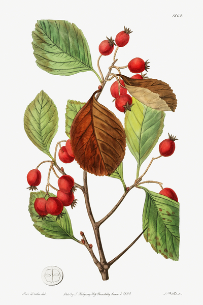 Plum leaved thorn from Edwards Botanical Register 1829-1847  by Sydenham Edwards John Lindley and James Ridgway. by IStockHistory com