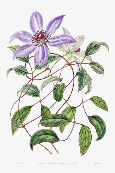 Violet clematis flower from Edwards Botanical Register 1829-1847  by Sydenham Edwards John Lindley and James Ridgway. by IStockHistory com