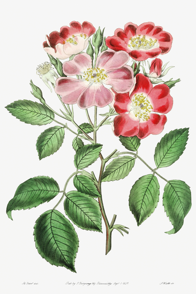Rose clare from Edwards Botanical Register 1829-1847  by Sydenham Edwards John Lindley and James Ridgway. by IStockHistory com