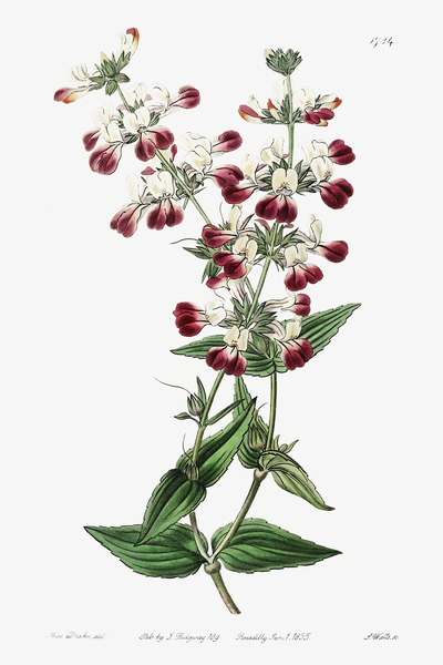 Two-colored collinsia from Edwards Botanical Register 1829-1847  by Sydenham Edwards John Lindley and James Ridgway. by IStockHistory com