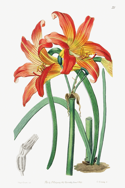 Meadow habranthus from Edwards Botanical Register 1829-1847  by Sydenham Edwards John Lindley and James Ridgway. by IStockHistory com