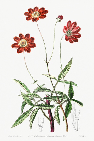 Scabious-like cosmos from Edwards Botanical Register 1829-1847  by Sydenham Edwards John Lindley and James Ridgway. by IStockHistory com