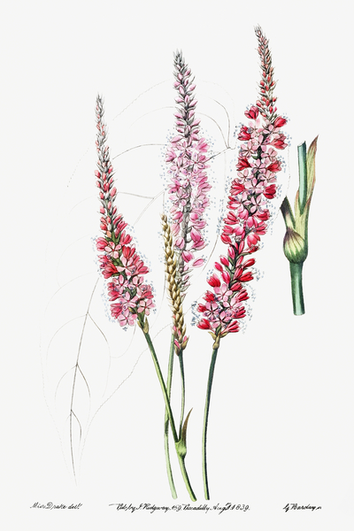 Stem-clasping polygonum from Edwards Botanical Register 1829-1847  by Sydenham Edwards John Lindley and James Ridgway. by IStockHistory com