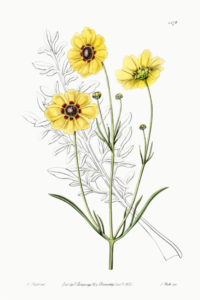 Perennial dyers coreopsis from Edwards Botanical Register 1829-1847  by Sydenham Edwards John Lindley and James Ridgway. by IStockHistory com