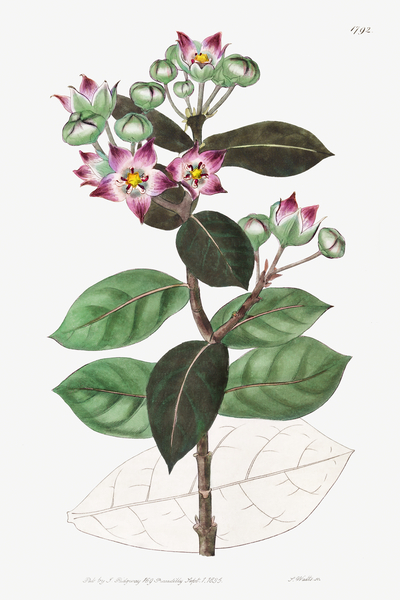 Tall calotropis from Edwards Botanical Register 1829-1847  by Sydenham Edwards John Lindley and James Ridgway. by IStockHistory com