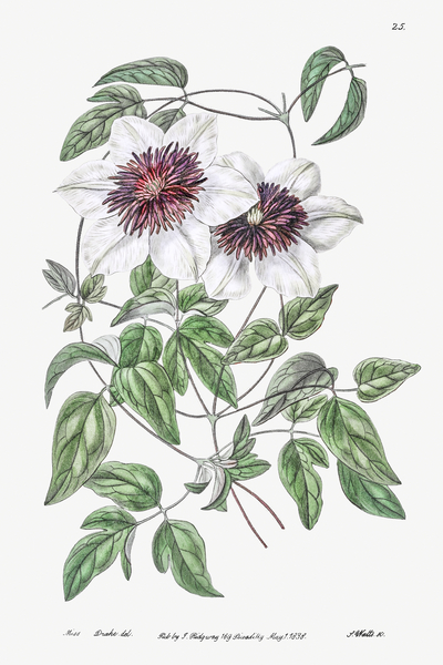Siebalds clematis from Edwards Botanical Register 1829-1847  by Sydenham Edwards John Lindley and James Ridgway. by IStockHistory com