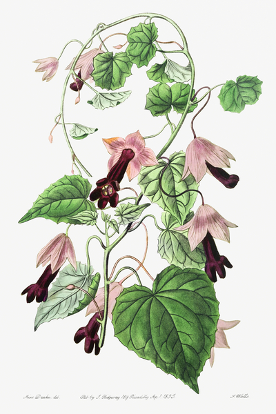 Twinning red-cloak from Edwards Botanical Register 1829-1847  by Sydenham Edwards John Lindley and James Ridgway. by IStockHistory com