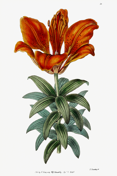 Blood red lily from Edwards Botanical Register 1829-1847  by Sydenham Edwards John Lindley and James Ridgway. by IStockHistory com
