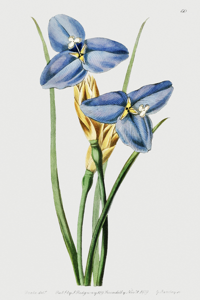 Sapphire patersonia from Edwards Botanical Register 1829-1847  by Sydenham Edwards John Lindley and James Ridgway. by IStockHistory com