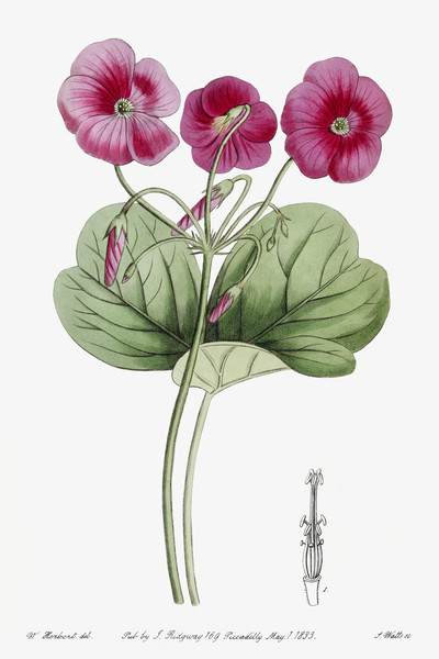 Bowies oxalis from Edwards Botanical Register 1829-1847  by Sydenham Edwards John Lindley and James Ridgway. by IStockHistory com
