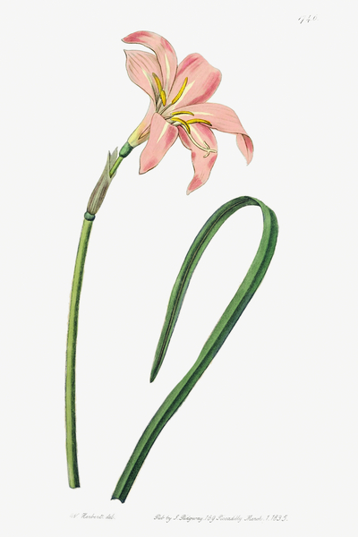 Spofforth Zephyranthes from Edwards Botanical Register 1829-1847  by Sydenham Edwards John Lindley and James Ridgway. by IStockHistory com