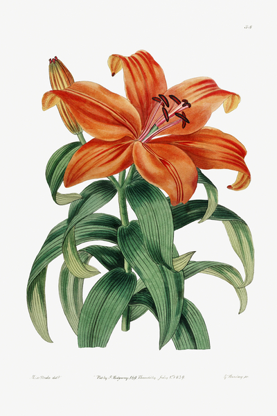 Thunbergs orange lily from Edwards Botanical Register 1829-1847  by Sydenham Edwards John Lindley and James Ridgway. by IStockHistory com