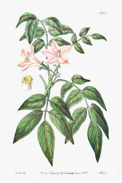Pink Turraea pinnata from Edwards Botanical Register 1829-1847  by Sydenham Edwards John Lindley and James Ridgway. by IStockHistory com