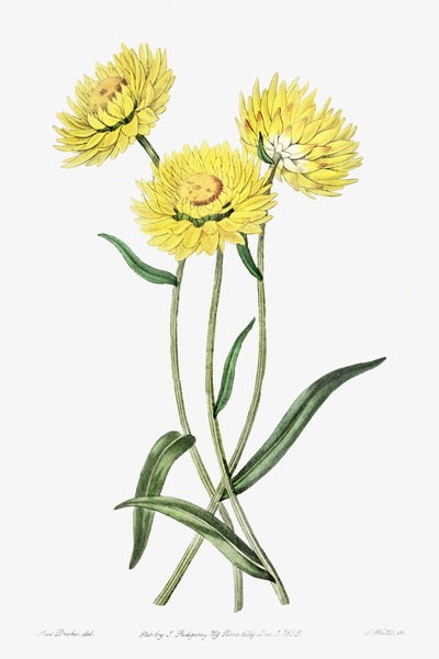 Two-coloured Helichrysum from Edwards Botanical Register 1829-1847  by Sydenham Edwards John Lindley and James Ridgway. by IStockHistory com