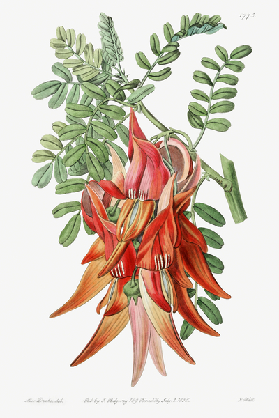 Crimson glory pea from Edwards Botanical Register 1829-1847  by Sydenham Edwards John Lindley and James Ridgway. by IStockHistory com