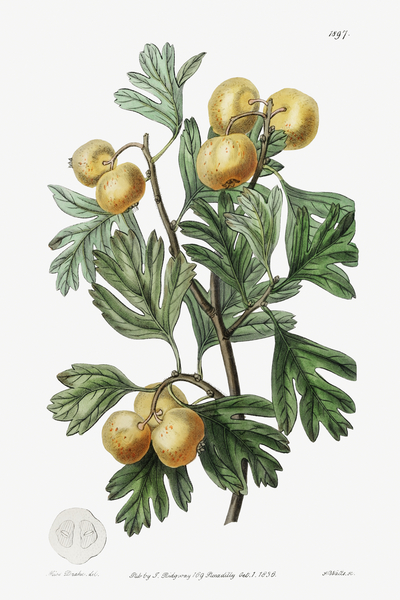 The aronia thorn from Edwards Botanical Register 1829-1847  by Sydenham Edwards John Lindley and James Ridgway. by IStockHistory com