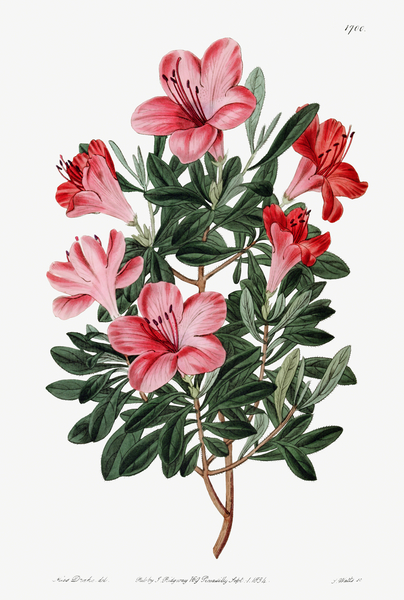 The brick-red Chinese azalea from Edwards Botanical Register 1829-1847  by Sydenham Edwards John Lindley and James Ridgway. by IStockHistory com