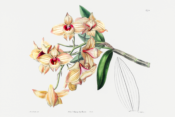 Copper-coloured Dendrobium from Edwards Botanical Register 1829-1847  by Sydenham Edwards John Lindley and James Ridgway. by IStockHistory com