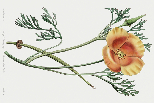 Saffron colored eschscholzia from Edwards Botanical Register 1829-1847  by Sydenham Edwards John Lindley and James Ridgway. by IStockHistory com