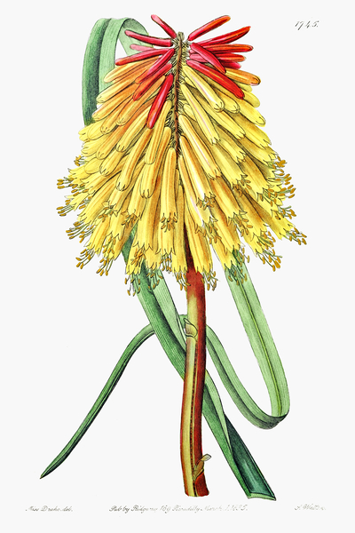 Burchells tritoma from Edwards Botanical Register 1829-1847  by Sydenham Edwards John Lindley and James Ridgway. by IStockHistory com