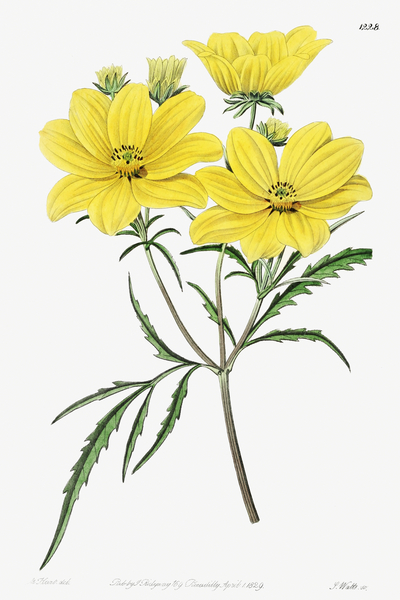 Golden coreopsis from Edwards Botanical Register 1829-1847  by Sydenham Edwards John Lindley and James Ridgway. by IStockHistory com