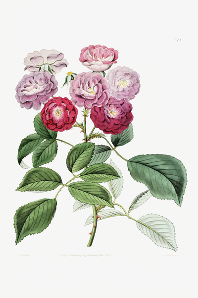 The seven sisters rose from Edwards Botanical Register 1829-1847  by Sydenham Edwards John Lindley and James Ridgway. by IStockHistory com