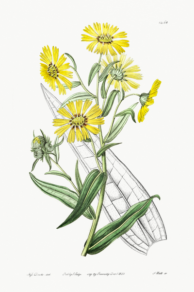 Elegant madia from Edwards Botanical Register 1829-1847  by Sydenham Edwards John Lindley and James Ridgway. by IStockHistory com