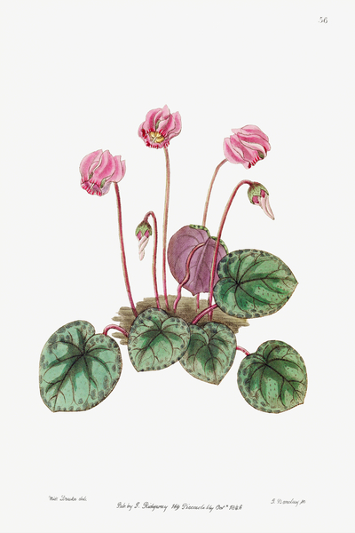Shore cyclamen from Edwards Botanical Register 1829-1847  by Sydenham Edwards John Lindley and James Ridgway. by IStockHistory com