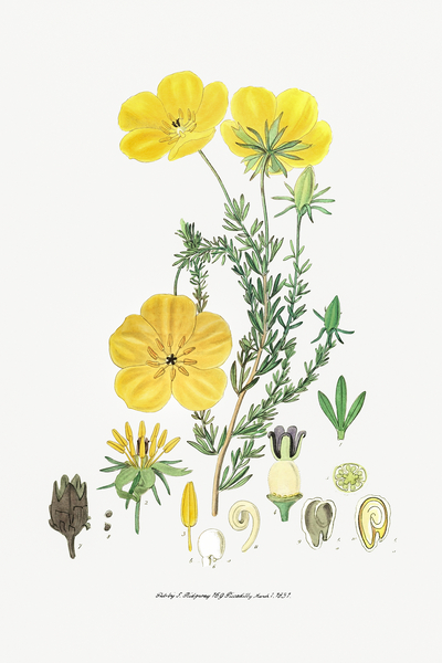Long-stalked ledocarpum from Edwards Botanical Register 1829-1847  by Sydenham Edwards John Lindley and James Ridgway. by IStockHistory com
