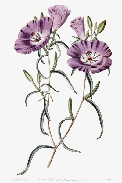 Large Purple Chilian Evening Primrose from Edwards Botanical Register 1829-1847  by Sydenham Edwards John Lindley and James Ridgway. by IStockHistory com