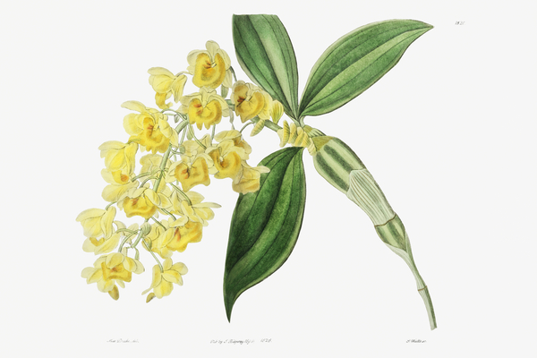 Dense flowered dendrobiumfrom Edwards Botanical Register 1829-1847  by Sydenham Edwards John Lindley and James Ridgway. by IStockHistory com