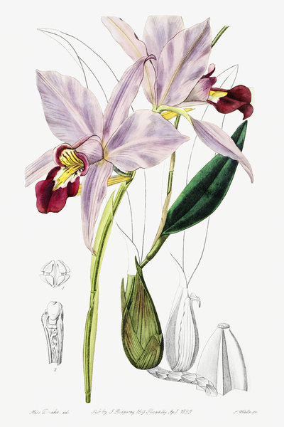 Bordered dwarf cattleya from Edwards Botanical Register 1829-1847  by Sydenham Edwards John Lindley and James Ridgway. by IStockHistory com