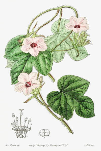 Mr.Aitons ipomoea from Edwards Botanical Register 1829-1847  by Sydenham Edwards John Lindley and James Ridgway. by IStockHistory com