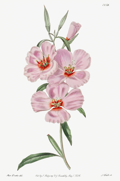 Ruddy godetia from Edwards Botanical Register 1829-1847  by Sydenham Edwards John Lindley and James Ridgway. by IStockHistory com