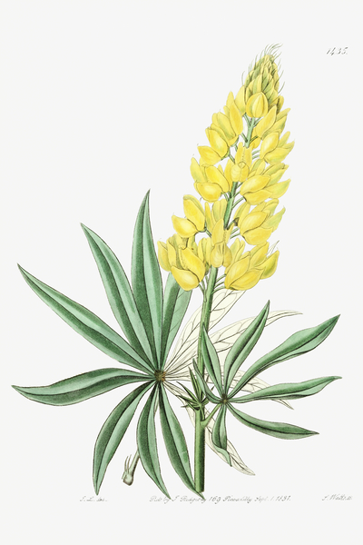 Yellow perennial lupine from Edwards Botanical Register 1829-1847  by Sydenham Edwards John Lindley and James Ridgway. by IStockHistory com