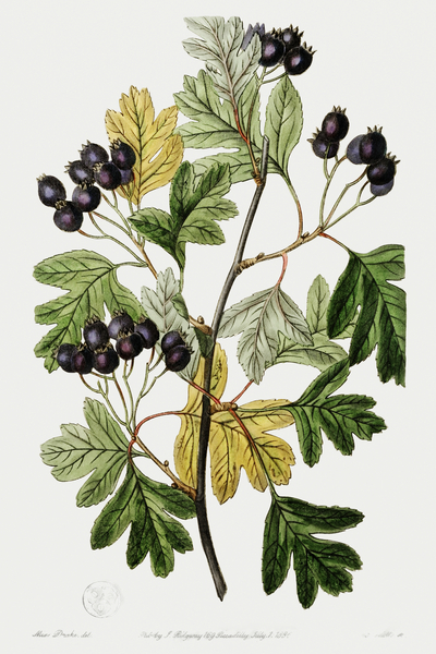 Broad-leaved thorn from Edwards Botanical Register 1829-1847  by Sydenham Edwards John Lindley and James Ridgway. by IStockHistory com