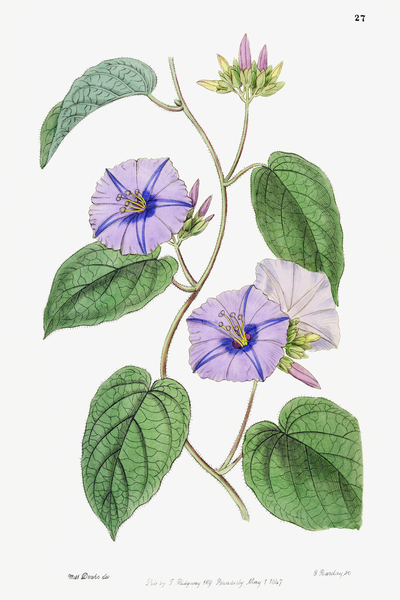 Hoary jacquemontia from Edwards Botanical Register 1829-1847  by Sydenham Edwards John Lindley and James Ridgway. by IStockHistory com