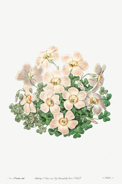 Piottas oxalis flowers from Edwards Botanical Register 1829-1847  by Sydenham Edwards John Lindley and James Ridgway. by IStockHistory com