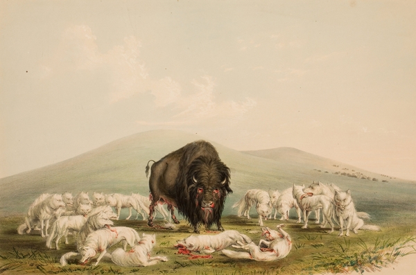 Buffalo Hunt White Wolves Attacking A Buffalo Bull 1844 by IStockHistory com