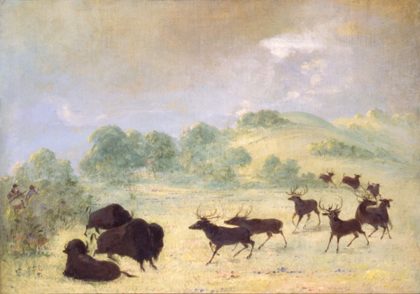 Elk and Buffalo Making Acquaintance Texas 1846-1848 by IStockHistory com