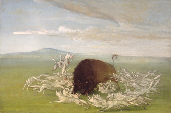 White Wolves Attacking a Buffalo Bull 1832-1833 by IStockHistory com